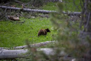 a Bear in Yosemite