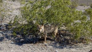 A coyote in Death Valley